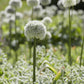 Mount Blanc Allium Bulbs