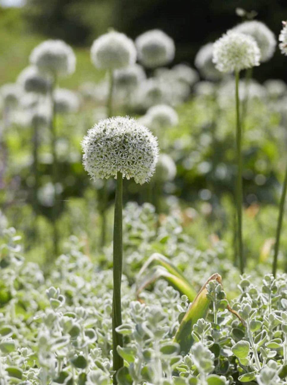 Mount Blanc Allium Bulbs