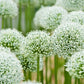 Mount Blanc Allium Bulbs