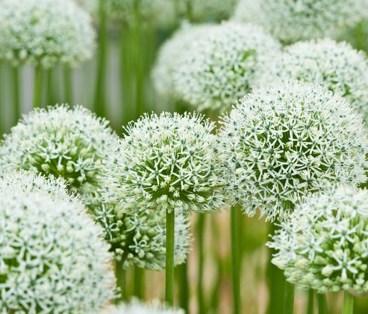 Mount Blanc Allium Bulbs