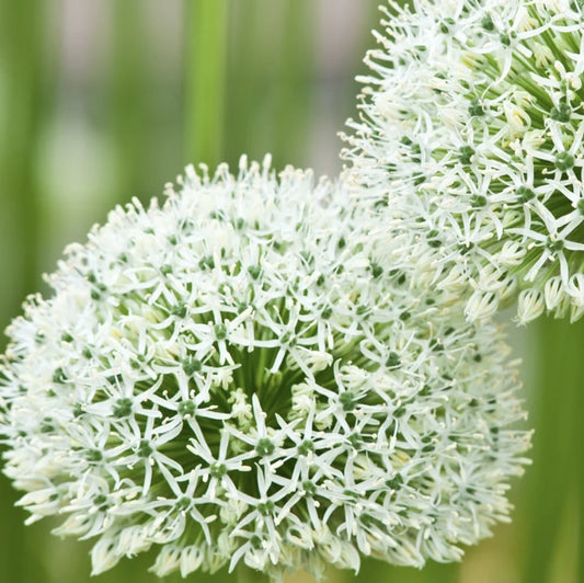 Mount Everest Allium Bulbs