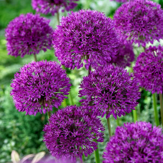 Purple Sensation Allium Bulbs